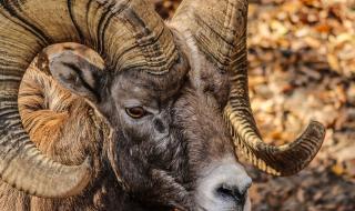 动物世界狮子与老虎 动物世界狮子与老虎